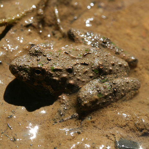 Acris crepitans - Northern Cricket Frog Small hylid frog covered in mud. It appears to have brown and green coloration as well as banding along the hindlegs. Skin texture is bumpy and snout is pointed.

Acris crepitans is a non-arboreal, diurnal species which feeds primarily on small insects. They prefer habitats which are near bodies of water and can often be found in muddy areas of shallow streams or puddles.

Habitat:
Sitting in a mud puddle (in a flood plain on a dirt road which has been flooded for months). Several tadpoles nearby. Surrounded by dense mixed hardwood forest with a seasonal stream nearby. Acris crepitans,Geotagged,Northern cricket frog,Summer,United States,acris,amphibia,amphibian,anura,cricket frog,frog,hylidae