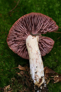 Laccaria ochropurpurea - Purple-Gilled Laccaria Large, white to gray-capped mushroom with striking purple gills. Stipe is also white to gray and fairly smooth. Spore print is white. Laccaria ochropurpurea is mycorrhizal with hardwoods (and some conifers).

Habitat:
Top of forest ridge, growing in leaf litter, decaying wood, and moss (under chestnut oak trees). In a dense mixed hardwood forest in Northwest Georgia. Fall,Geotagged,Laccaria ochropurpurea,United States,agaricales,agaricomycetes,basidiomycota,fungi,fungus,hydnangiaceae,laccaria,mushroom,mushrooms,purple-gilled laccaria