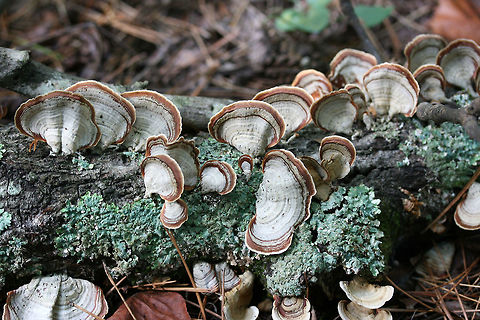 Stereum lobatum Gray, white, and cinnamon shaded crust fungus. Flesh is thin. Underside is smooth with no pores, teeth, or gills. 

Habitat:
On a fallen, decaying branch in a dense mixed hardwood forest. Fall,Geotagged,Stereum lobatum,Stereum ostrea,United States,agaricomycetes,basidiomycota,false turkey-tail,fungi,fungus,golden curtain crust,mushroom,mushrooms,russulales,stereaceae,stereum,stereum ostrea