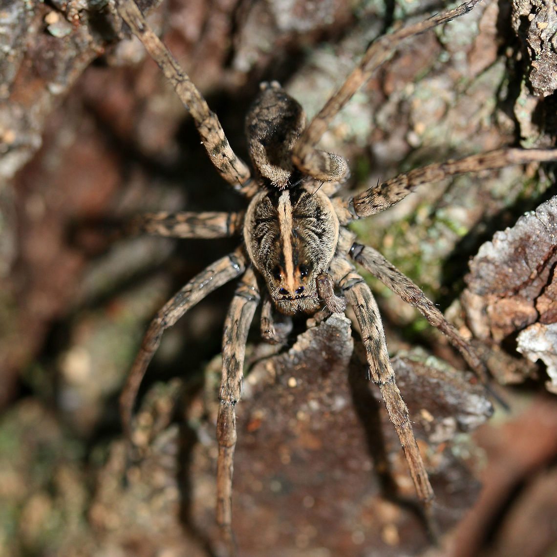 Tigrosa georgicola- Dark Wolf Spider Lycosid spider with a median stripe on its carapace. Dark bands present on the upper femora. Tigrosa is a genus of wolf spiders within the Lycosidae family in North America. The genus name refers to the tiger-like patterning and fierceness of the species within it. Lycosids are typically solitary hunters and do not spin webs. They have have excellent eyesight and a fantastic sense of touch. Lycosids are capable of injecting venom (usually if provoked).<br />
<br />
Habitat:<br />
Crawling on a pile of wood (mostly pine) in a dense mixed hardwood/coniferous forest in Northwest Georgia (Gordon County), US. Geotagged,Summer,Tigrosa georgicola,United States,arachnid,arachnida,camouflage,dark wolf spider,lycosid,lycosidae,spider,tigrosa,tigrosa georgicola,wolf spider