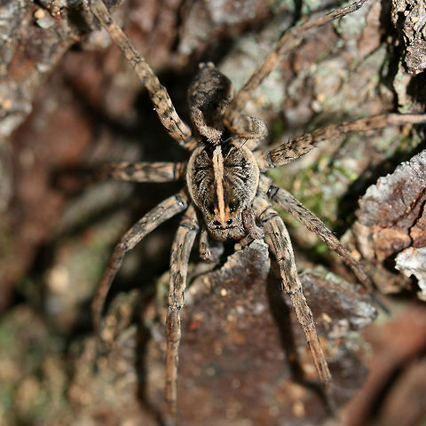 Tigrosa georgicola- Dark Wolf Spider Lycosid spider with a median stripe on its carapace. Dark bands present on the upper femora. Tigrosa is a genus of wolf spiders within the Lycosidae family in North America. The genus name refers to the tiger-like patterning and fierceness of the species within it. Lycosids are typically solitary hunters and do not spin webs. They have have excellent eyesight and a fantastic sense of touch. Lycosids are capable of injecting venom (usually if provoked).

Habitat:
Crawling on a pile of wood (mostly pine) in a dense mixed hardwood/coniferous forest in Northwest Georgia (Gordon County), US. Geotagged,Summer,Tigrosa georgicola,United States,arachnid,arachnida,camouflage,dark wolf spider,lycosid,lycosidae,spider,tigrosa,tigrosa georgicola,wolf spider