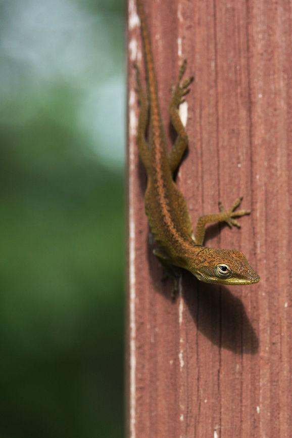 Anolis caroliniensis - Carolina (green) Anole Small, slender brownish-green lizard with light band down its back. Green anoles have the ability to change between two primary shades, green and gray-brown. Skin color may change in response to ambient temperature or sexual arousal.<br />
<br />
Habitat:<br />
Perching on porch fencing near muscadine bushes in my overgrown back yard. Anolis carolinensis,Carolina anole,Geotagged,Summer,United States,anole,anolis,georgia,green anole,iguania,polychrotidae,reptile,reptilia