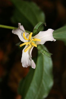 Trillium catesbaei - Bashful Wakerobin Two tall-stemmed plants with single, three-petaled, white to pink-colored flowers which nod towards the ground. Trillium catesbaei blooms in spring under hardwoods and spreads via underground rhizomes. It is one of twenty species of trillium in Georgia.

Habitat:
Mixed hardwood/coniferous forest in North Georgia. Fort Mountain State Park. Bashful Wakerobin,Geotagged,Spring,Trillium catesbaei,United States,angiosperms,flower,liliales,melanthiaceae,monocots,plant,plantae,trillium,wildflower