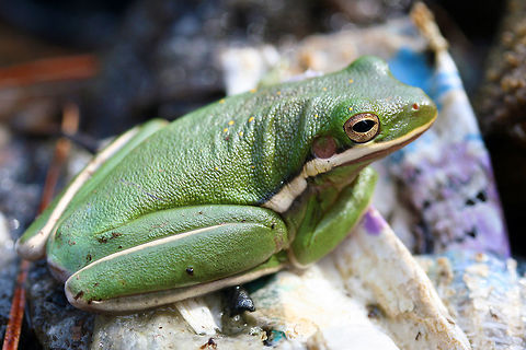 Hyla cinerea - American Green Tree Frog 2-2.5 inch green frog with white line running from mouth to groin. Neon yellow flecks dorsally present.

Habitat:
While doing a suburban neighborhood cleanup (I'm not sure why people can't learn to use a trash can), I spotted this guy on some soggy cardboard boxes near a ditch (mixed hardwood forest nearby). It was quite cold out (we had just recently had a freeze warning). Seemed to be basking in the intermittent sunlight.
https://www.jungledragon.com/image/56317/hyla_cinerea_-_american_green_tree_frog.html American green tree frog,Geotagged,Hyla cinerea,Spring,United States,amphibia,amphibian,anura,green tree frog,hyla,hylidae