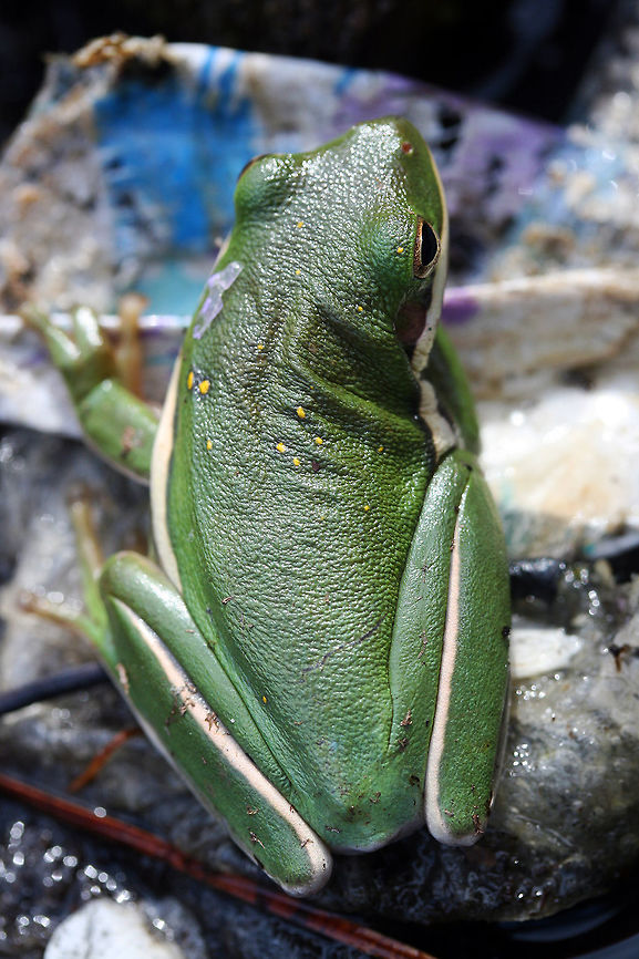 Hyla cinerea - American Green Tree Frog 2-2.5 inch green frog with white line running from mouth to groin. Neon yellow flecks dorsally present.<br />
<br />
Habitat:<br />
While doing a suburban neighborhood cleanup (I&#039;m not sure why people can&#039;t learn to use a trash can), I spotted this guy on some soggy cardboard boxes near a ditch (mixed hardwood forest nearby). It was quite cold out (we had just recently had a freeze warning). Seemed to be basking in the intermittent sunlight.<br />
<figure class="photo"><a href="https://www.jungledragon.com/image/56316/hyla_cinerea_-_american_green_tree_frog.html" title="Hyla cinerea - American Green Tree Frog"><img src="https://s3.amazonaws.com/media.jungledragon.com/images/3231/56316_thumb.JPG?AWSAccessKeyId=05GMT0V3GWVNE7GGM1R2&Expires=1759968010&Signature=gM73BnRkv3VrHnyB98NrBSoydNs%3D" width="200" height="134" alt="Hyla cinerea - American Green Tree Frog 2-2.5 inch green frog with white line running from mouth to groin. Neon yellow flecks dorsally present.<br />
<br />
Habitat:<br />
While doing a suburban neighborhood cleanup (I&#039;m not sure why people can&#039;t learn to use a trash can), I spotted this guy on some soggy cardboard boxes near a ditch (mixed hardwood forest nearby). It was quite cold out (we had just recently had a freeze warning). Seemed to be basking in the intermittent sunlight.<br />
https://www.jungledragon.com/image/56317/hyla_cinerea_-_american_green_tree_frog.html American green tree frog,Geotagged,Hyla cinerea,Spring,United States,amphibia,amphibian,anura,green tree frog,hyla,hylidae" /></a></figure> American green tree frog,Geotagged,Hyla cinerea,Spring,United States,amphibia,amphibian,anura,green tree frog,hyla,hylidae