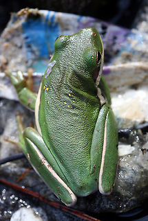 Hyla cinerea - American Green Tree Frog 2-2.5 inch green frog with white line running from mouth to groin. Neon yellow flecks dorsally present.

Habitat:
While doing a suburban neighborhood cleanup (I'm not sure why people can't learn to use a trash can), I spotted this guy on some soggy cardboard boxes near a ditch (mixed hardwood forest nearby). It was quite cold out (we had just recently had a freeze warning). Seemed to be basking in the intermittent sunlight.
https://www.jungledragon.com/image/56316/hyla_cinerea_-_american_green_tree_frog.html American green tree frog,Geotagged,Hyla cinerea,Spring,United States,amphibia,amphibian,anura,green tree frog,hyla,hylidae
