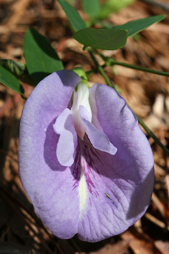 Clitoria mariana-Atlantic Pigeonwings Native plant from the pea family (Fabaceae). Climbing vine with pinnately trifoliate leaves (smooth and ovate). Light purple resupinate flowers and long, green, bean-like pods.<br />
<br />
Habitat:<br />
Partial sun, well-drained (with good mulch) area near oaks and loblolly pines. Lots of nearby fungi. Clitoria mariana,Geotagged,Summer,United States,angiosperms,atlantic pigeonwings,butterfly pea,clitoria,eudicots,fabaceae,fabales,flower,plant,plantae,purple flower,rosids,vine