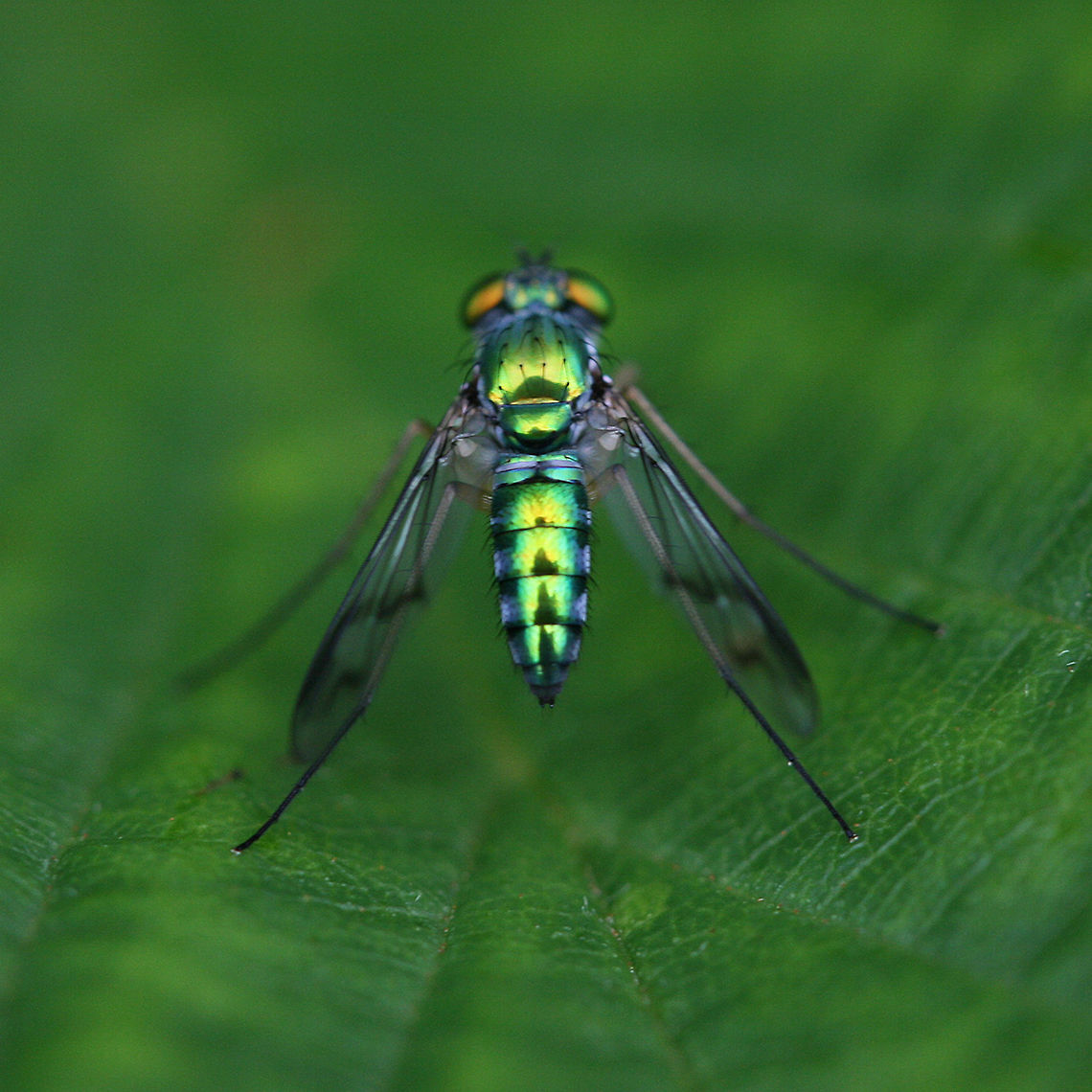 Condylostylus sp. - Long-Legged Fly Small, metallic green, yellow, and blue Dolichopodid fly with large gold to green eyes. Legs are long with light brown to black coloring. If anyone knows the exact species, an ID would be much appreciated!<br />
<br />
Habitat:<br />
At the edge of shaded, moist mixed hardwood forested area in a flood zone. Surrounded by blackberry brambles and honeysuckle vines. Geotagged,Summer,United States,asilomorpha,brachycera,condylostylus,diptera,dolichopodid,dolichopodidae,empidoidea,fly,long-legged fly,sciapodinae