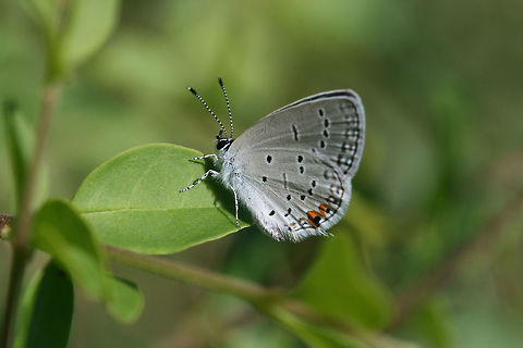 Cupido comyntas - Eastern Tailed-Blue Powdery white butterfly with a small tail on hindwing. Upperside of wings appeared powdery/iridescent blue.

Habitat:
Flitting about overgrown front yard, possibly feeding on white clover and perching on shrubs. Cupido comyntas,Eastern Tailed-blue,Geotagged,Summer,United States,butterflies,butterfly,gossamer-wing,insect,insecta,lepidoptera,lycaenidae,polyommatinae