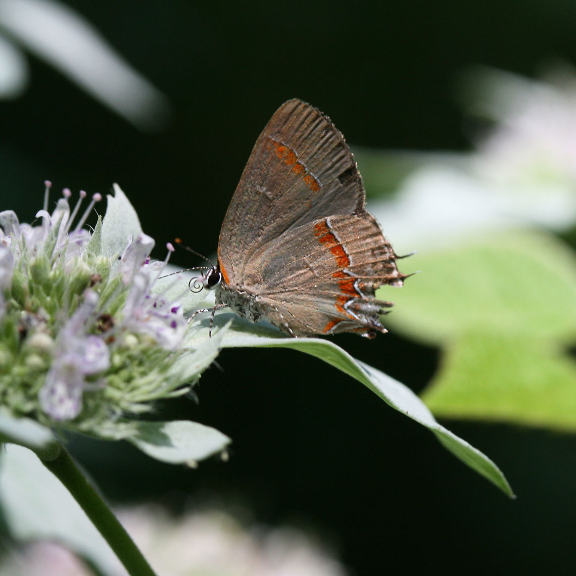 Calycopis cecrops - Red-Banded Hairstreak 25 mm gray-brown (underside) Lycaenid butterfly with a vibrant red-orange post median line and two-tailed hindwings.<br />
<br />
Habitat:<br />
Nectaring on Hoary Mountain mint (Pycnanthemum incanum) in a sunlit clearing (dirt road) near thick mixed hardwood forest. Calycopis cecrops,Geotagged,Red-banded hairstreak,Summer,United States,butterflies,butterfly,calycopis,hairstreak,lepidoptera,lycaenidae