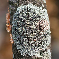 Physcia pumilior - Rosette Lichen Foliose, pale gray-green lichenized fungus with flat, black apothecia (with gray-green collars). Apothecia are disc-like structures which contain spores. Physcia species are within the family Physciaceae and are considered lichen-forming fungi. Lichens are composite organisms comprised of a fungus being inhabited by algae or cyanobacteria.<br />
<br />
Habitat:<br />
On a hardwood branch at the top of a ridge in a dense mixed hardwood/coniferous forest in Northwest Georgia (Gordon County), US<br />
<br />
<br />
https://www.jungledragon.com/image/56328/physcia_sp._-_rosette_lichen.html Fall,Geotagged,Physcia pumilior,United States,ascomycota,foliose lichen,fungi,fungus,lecanoromycetes,lichen,lichens,mushroom,mushrooms,physcia,physciaceae,rosette lichen,teloschistales