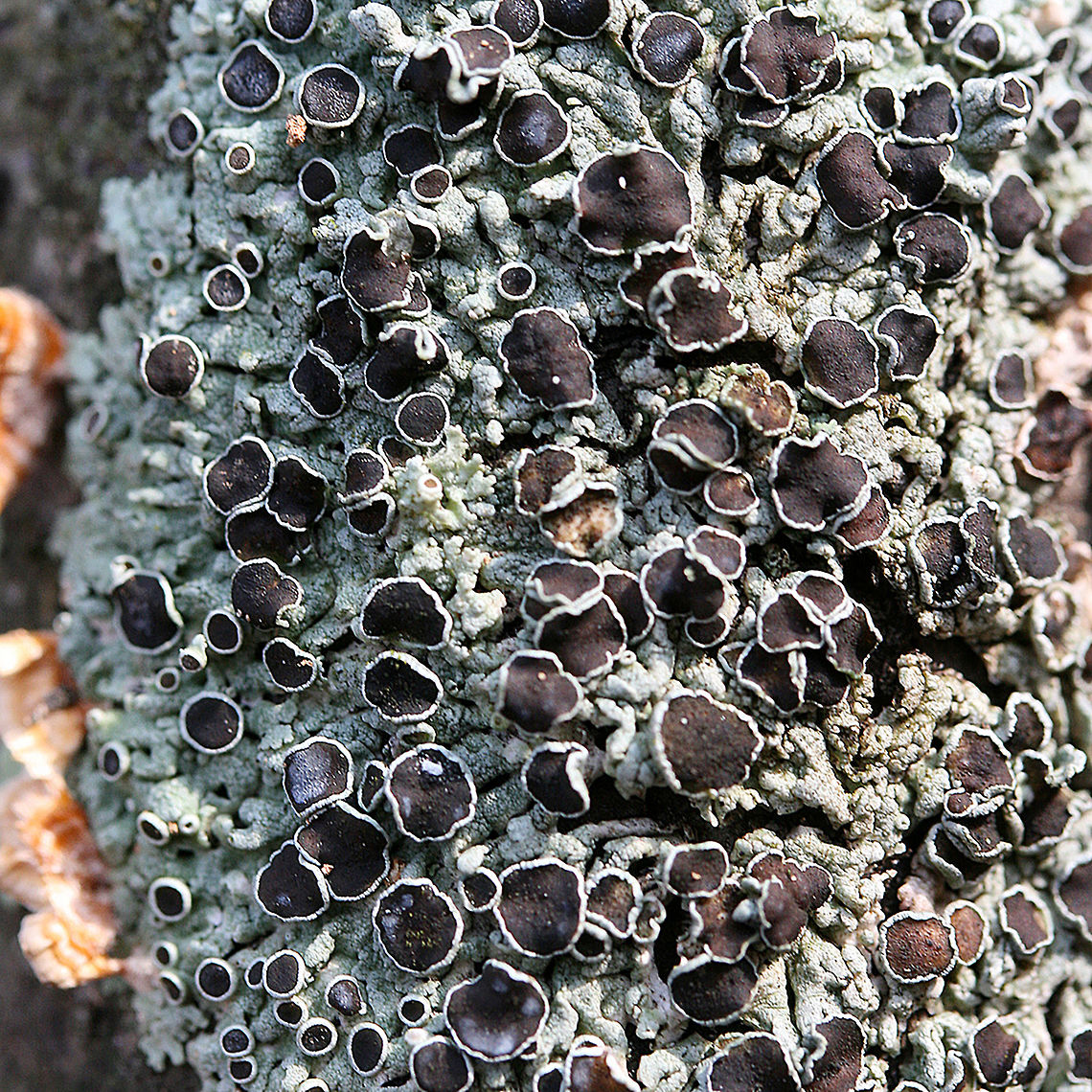 Physcia pumilior - Rosette Lichen Foliose, pale gray-green lichenized fungus with flat, black apothecia (with gray-green collars). Apothecia are disc-like structures which contain spores. Physcia species are within the family Physciaceae and are considered lichen-forming fungi. Lichens are composite organisms comprised of a fungus being inhabited by algae or cyanobacteria.<br />
<br />
Habitat:<br />
On a hardwood branch at the top of a ridge in a dense mixed hardwood/coniferous forest in Northwest Georgia (Gordon County), US<br />
<br />
<figure class="photo"><a href="https://www.jungledragon.com/image/56327/physcia_pumilior_-_rosette_lichen.html" title="Physcia pumilior - Rosette Lichen"><img src="https://s3.amazonaws.com/media.jungledragon.com/images/3231/56327_thumb.JPG?AWSAccessKeyId=05GMT0V3GWVNE7GGM1R2&Expires=1769040010&Signature=5GF43zXsEftorI45kME8ncxdSYk%3D" width="200" height="200" alt="Physcia pumilior - Rosette Lichen Foliose, pale gray-green lichenized fungus with flat, black apothecia (with gray-green collars). Apothecia are disc-like structures which contain spores. Physcia species are within the family Physciaceae and are considered lichen-forming fungi. Lichens are composite organisms comprised of a fungus being inhabited by algae or cyanobacteria.<br />
<br />
Habitat:<br />
On a hardwood branch at the top of a ridge in a dense mixed hardwood/coniferous forest in Northwest Georgia (Gordon County), US<br />
<br />
<br />
https://www.jungledragon.com/image/56328/physcia_sp._-_rosette_lichen.html Fall,Geotagged,Physcia pumilior,United States,ascomycota,foliose lichen,fungi,fungus,lecanoromycetes,lichen,lichens,mushroom,mushrooms,physcia,physciaceae,rosette lichen,teloschistales" /></a></figure> Fall,Geotagged,Physcia pumilior,United States,ascomycota,foliose lichen,fungi,fungus,lecanoromycetes,lichen,lichens,mushroom,mushrooms,physcia,physciaceae,rosette lichen,teloschistales