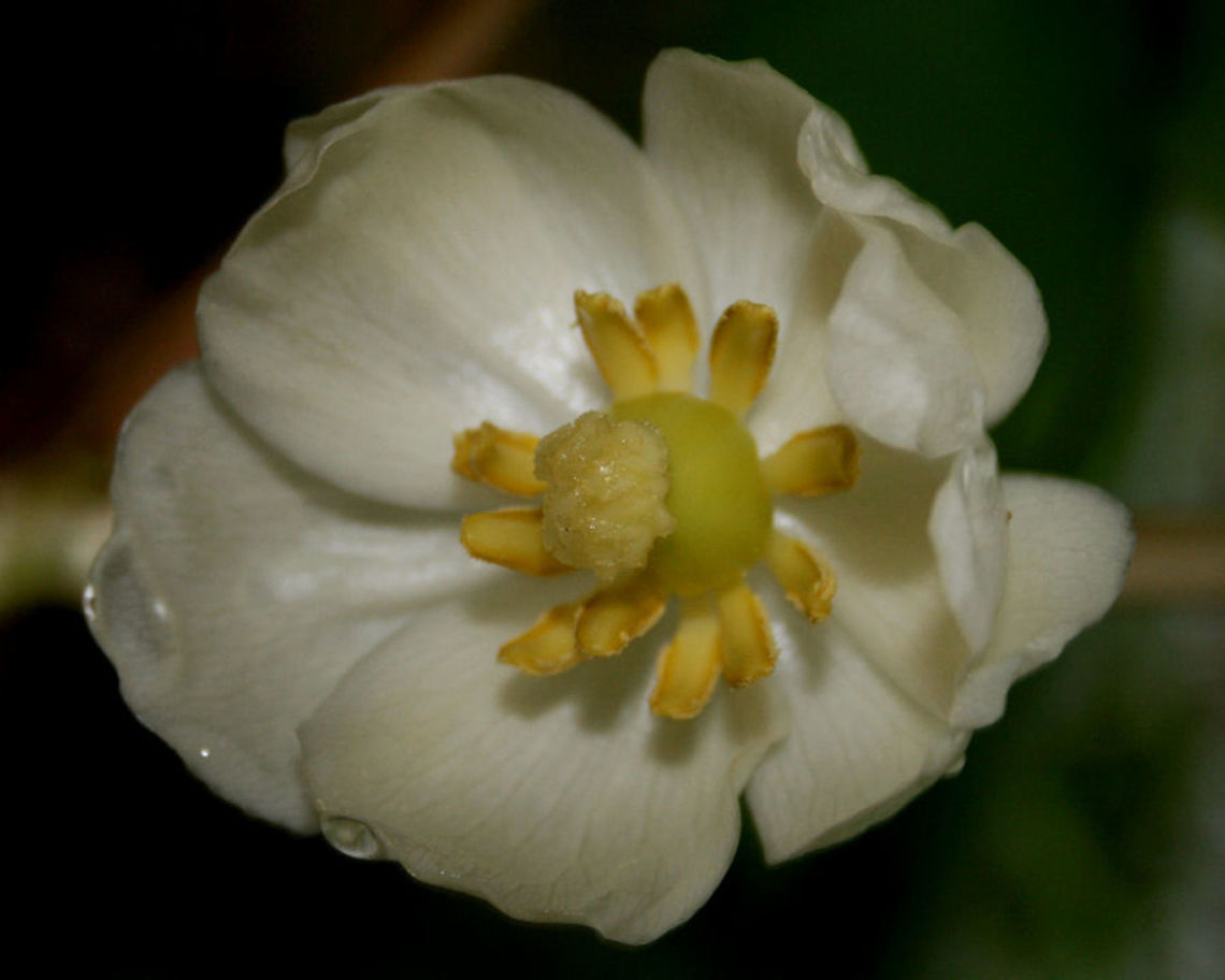 Podophyllum peltatum - May Apple Long-stemmed plants with umbrella-like leaves and distinctive white flowers growing in a group in a dense forest in Northern Georgia. Podophyllum peltatum spreads via underground rhizomes and are obligately dependent on mycorrhizal fungi for nutrient acquisition.<br />
<br />
Habitat:<br />
Growing gregariously in a dense forest in Northern Georgia. Geotagged,Spring,United States,angiosperms,berberidaceae,eudicots,flower,may apple,mayapple,plant,plantae,podophyllum,podophyllum peltatum,ranunculales,wild flower,wildflower