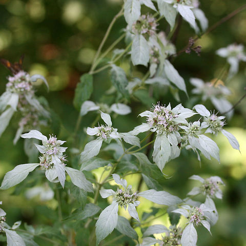 Pycnanthemum incanum - Hoary Mountain Mint Tall (2.5-3 ft) plant. Top leaves noticeably white/powdery. Dense flower clusters with tangled "hairs" and white flowers with purple spots.

Habitat:
Edges of dirt road clearing near thick mixed hardwood forest.

Notes:
A pollinator favorite. Leaves and flowers can be brewed into medicinal tea or used as a cooking spice.
https://www.jungledragon.com/image/56331/pycnanthemum_incanum_-_hoary_mountain_mint.html Angiosperms,Asterids,Geotagged,Lamiaceae,Lamiales,Nepetoideae,Summer,United States,eudicots,hoary basil,hoary mountain mint,lamiaceae,lamiales,mentheae,mountain mint,pycnanthemum,pycnanthemum incanum,wild basil