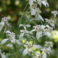 Pycnanthemum incanum - Hoary Mountain Mint Tall (2.5-3 ft) plant. Top leaves noticeably white/powdery. Dense flower clusters with tangled "hairs" and white flowers with purple spots.<br />
<br />
Habitat:<br />
Edges of dirt road clearing near thick mixed hardwood forest.<br />
<br />
Notes:<br />
A pollinator favorite. Leaves and flowers can be brewed into medicinal tea or used as a cooking spice.<br />
https://www.jungledragon.com/image/56331/pycnanthemum_incanum_-_hoary_mountain_mint.html Angiosperms,Asterids,Geotagged,Lamiaceae,Lamiales,Nepetoideae,Summer,United States,eudicots,hoary basil,hoary mountain mint,lamiaceae,lamiales,mentheae,mountain mint,pycnanthemum,pycnanthemum incanum,wild basil