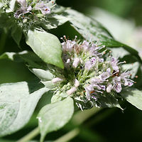 Pycnanthemum incanum - Hoary Mountain Mint Tall (2.5-3 ft) plant. Top leaves noticeably white/powdery. Dense flower clusters with tangled "hairs" and white flowers with purple spots.<br />
<br />
Habitat:<br />
Edges of dirt road clearing near thick mixed hardwood forest.<br />
<br />
Notes:<br />
A pollinator favorite. Leaves and flowers can be brewed into medicinal tea or used as a cooking spice.<br />
<br />
https://www.jungledragon.com/image/56330/pycnanthemum_incanum_-_hoary_mountain_mint.html Angiosperms,Asterids,Geotagged,Lamiaceae,Lamiales,Nepetoideae,Summer,United States,eudicots,hoary basil,hoary mountain mint,lamiaceae,lamiales,mentheae,mountain mint,pycnanthemum,pycnanthemum incanum,wild basil