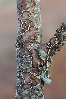 Giraffe Spots (Peniophora albobadia)- Brown to tan crust fungus with white edges growing on a fallen oak branch in Northwest Georgia.   Geotagged,Giraffe spots,Mushrooms,Peniophora,Peniophora albobadia,United States,Winter,crust fungus,fungi,fungus,mushroom