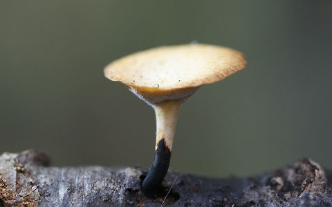 Black-Foot Polypore - (Polyporus/Cerioporus leptocephalus) Habitat: Growing on a fallen branch in a dense mixed hardwood/coniferous forest in Northwest Georgia (Gordon County), US.

Total height of specimen: 4-4.5 cm

Fertile surface: White pores (running down stipe) that bruise slightly brown

Stipe: Off center slightly, light brown/gold near the apex and black near the base.

Pileus: Light brown gold with striations near edges. Planar with slight depression in center.

Spore print: White

https://www.jungledragon.com/image/56772/black-foot_polypore_-_polyporuscerioporus_leptocephalus.html Cerioporus leptocephalus,Fall,Geotagged,Polyporus,Polyporus leptocephalus,United States,black foot polypore