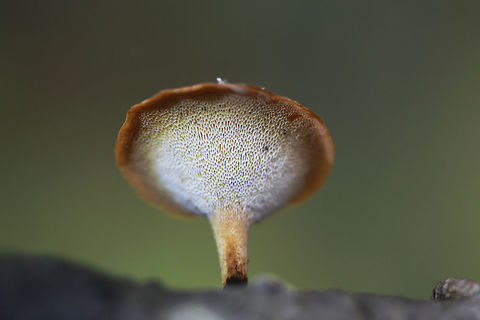 Black-Foot Polypore - (Polyporus/Cerioporus leptocephalus) Habitat: Growing on a fallen branch in a dense mixed hardwood/coniferous forest in Northwest Georgia (Gordon County), US.

Total height of specimen: 4-4.5 cm

Fertile surface: White pores (running down stipe) that bruise slightly brown

Stipe: Off center slightly, light brown/gold near the apex and black near the base.

Pileus: Light brown gold with striations near edges. Planar with slight depression in center.

Spore print: White

https://www.jungledragon.com/image/56771/black-foot_polypore_-_polyporuscerioporus_leptocephalus.html Cerioporus leptocephalus,Fall,Geotagged,Polyporus,Polyporus leptocephalus,United States,black foot polypore