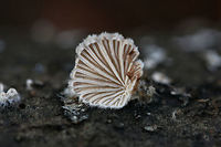 Split Gill Fungus (Schizophyllum commune) Split Gill Fungus (Schizophyllum commune) &ndash; fungi with blush-colored gills and white, fuzzy pilei on a fallen oak branch in Northwest Georgia (Floyd County), US.<br />
<br />
The common name was assigned to this fungus as its gills have a tendency to split when dessicated. Schizophyllum commune is a fungus that is widespread globally. It is found on every continent with the exception of Anarctica. It is known as a saprobic fungus but also has a history of causing mycosis in immunocompromised humans. There is even a report that S. commune was growing and forming fruiting bodies in the soft palate and sinuses of a child!<br />
https://www.jungledragon.com/image/56782/split_gill_fungus_schizophyllum_commune.html Geotagged,Schizophyllum commune,United States,Winter,agaricales,agaricomycetes,basidiomycota,fungi,fungus,mushroom,mushrooms,schizophyllaceae,schizophyllum,schizophyllum commune,split gill fungus