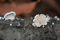 Split Gill Fungus (Schizophyllum commune) Split Gill Fungus (Schizophyllum commune) &ndash; fungi with blush-colored gills and white, fuzzy pilei on a fallen oak branch in Northwest Georgia (Floyd County), US.<br />
<br />
The common name was assigned to this fungus as its gills have a tendency to split when dessicated. Schizophyllum commune is a fungus that is widespread globally. It is found on every continent with the exception of Anarctica. It is known as a saprobic fungus but also has a history of causing mycosis in immunocompromised humans. There is even a report that S. commune was growing and forming fruiting bodies in the soft palate and sinuses of a child!<br />
<br />
https://www.jungledragon.com/image/56781/split_gill_fungus_schizophyllum_commune.html Geotagged,Schizophyllum commune,United States,Winter,agaricales,agaricomycetes,basidiomycota,fungi,fungus,mushroom,mushrooms,schizophyllaceae,schizophyllum,schizophyllum commune,split gill fungus