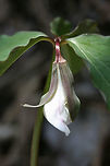 Bashful Wakerobin / Catesby's Trillium (Trillium catesbaei) Growing in a highly shaded valley in a dense mixed hardwood/coniferous forest in NW Georgia (Gordon County), US. Bloom is not quite open! April 10, 2018.<br />
<br />
https://www.jungledragon.com/image/58932/bashful_wakerobin_catesbys_trillium_trillium_catesbaei.html Bashful wakerobin,Catesby's trillium,Geotagged,Spring,Trillium catesbaei,United States,trillium