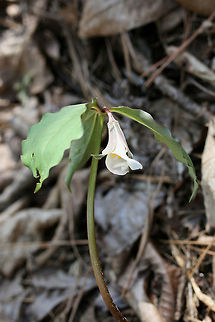 Bashful Wakerobin / Catesby's Trillium (Trillium catesbaei) Growing in a highly shaded valley in a dense mixed hardwood/coniferous forest in NW Georgia (Gordon County), US. Bloom is not quite open! April 10, 2018.

https://www.jungledragon.com/image/58931/bashful_wakerobin_catesbys_trillium_trillium_catesbaei.html Bashful wakerobin,Catesby's trillium,Geotagged,Spring,Trillium,Trillium catesbaei,United States