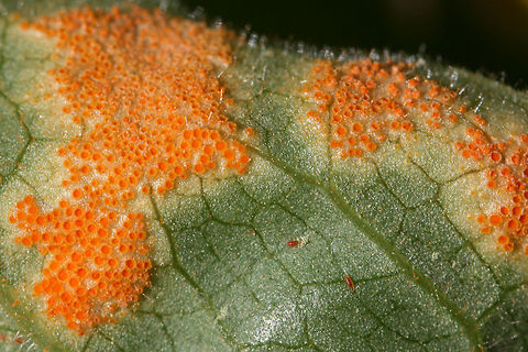 Mayapple Rust (Allodus podophylli) Rust fungus growing on the underside of a mayapple leaf in NW Georgia (Gordon County), US.

Allodus podophylli is an autoecious rust fungus which grows solely on Podophyllum peltatum. It does not require alternate hosts like many rust fungi.

https://www.jungledragon.com/image/58952/mayapple_rust_allodus_podophylli.html Allodus podophylli,Geotagged,Spring,United States,mayapple,mayapple rust,podophyllum peltatum,rust fungi,rust fungus