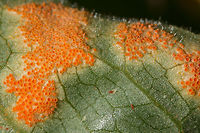 Mayapple Rust (Allodus podophylli) Rust fungus growing on the underside of a mayapple leaf in NW Georgia (Gordon County), US.<br />
<br />
Allodus podophylli is an autoecious rust fungus which grows solely on Podophyllum peltatum. It does not require alternate hosts like many rust fungi.<br />
<br />
https://www.jungledragon.com/image/58952/mayapple_rust_allodus_podophylli.html Allodus podophylli,Geotagged,Spring,United States,mayapple,mayapple rust,podophyllum peltatum,rust fungi,rust fungus