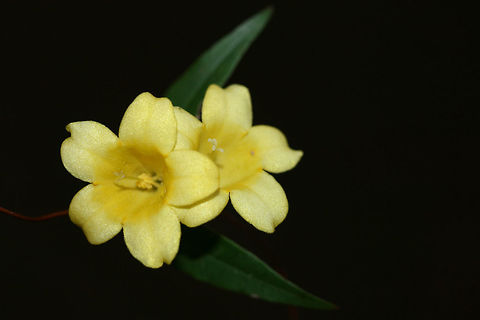 Carolina Jessamine (Gelsemium sempervirens) Low-growing vine found under several pines in NE Alabama (Etowah County), US. April 6, 2018. 

Gelsemium sempervirens is a twining vine in the Gelsemiaceae family. It is native to Georgia and is South Carolina's state wildflower.  It has a wonderful aroma but contains the toxic strychnine-related alkaloids gelsemine and gelseminine which may cause skin irritation and oral poisonings in humans.  In large amounts, nectar from flowers may cause brood death or weakness in honeybees. Carolina Jessamine,Gelsemium,Gelsemium sempervirens,Geotagged,Jessamine,Spring,United States