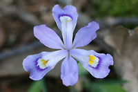 Dwarf Crested Iris (Iris cristata) Growing under an old oak tree on the side of a ridge in a dense mixed hardwood/coniferous forest in NW Georgia (Gordon County), US. March 3, 2018.<br />
<br />
https://www.jungledragon.com/image/58936/dwarf_crested_iris_iris_cristata.html Dwarf crested iris,Geotagged,Iris cristata,Spring,United States,iris