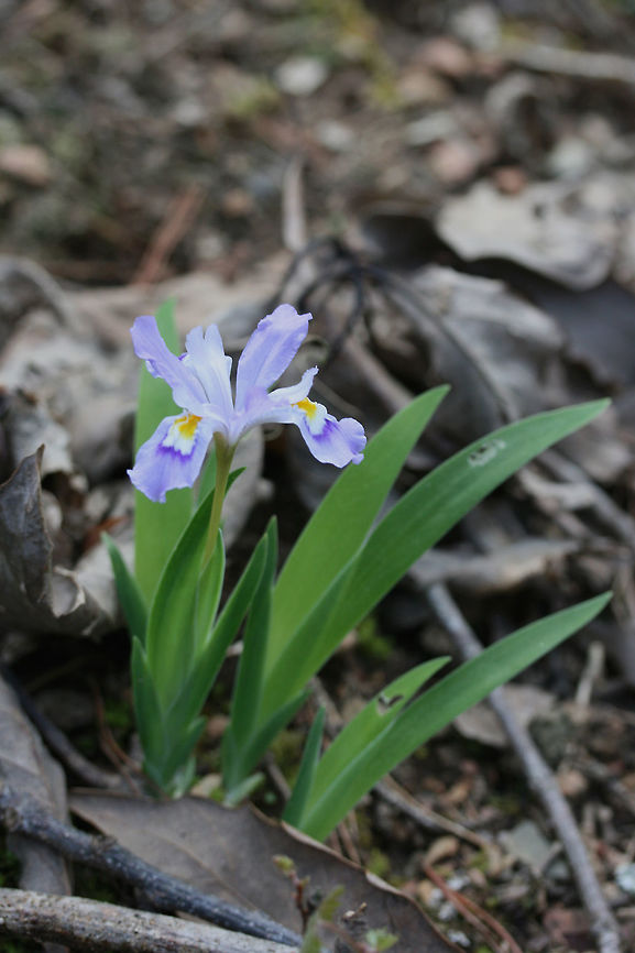 Dwarf Crested Iris (Iris cristata) Growing under an old oak tree on the side of a ridge in a dense mixed hardwood/coniferous forest in NW Georgia (Gordon County), US. March 3, 2018.<br />
<br />
<figure class="photo"><a href="https://www.jungledragon.com/image/58935/dwarf_crested_iris_iris_cristata.html" title="Dwarf Crested Iris (Iris cristata)"><img src="https://s3.amazonaws.com/media.jungledragon.com/images/3231/58935_thumb.JPG?AWSAccessKeyId=05GMT0V3GWVNE7GGM1R2&Expires=1767225610&Signature=vA%2F6k25XmRpjhw1NFMbNMozh2QU%3D" width="200" height="134" alt="Dwarf Crested Iris (Iris cristata) Growing under an old oak tree on the side of a ridge in a dense mixed hardwood/coniferous forest in NW Georgia (Gordon County), US. March 3, 2018.<br />
<br />
https://www.jungledragon.com/image/58936/dwarf_crested_iris_iris_cristata.html Dwarf crested iris,Geotagged,Iris cristata,Spring,United States,iris" /></a></figure> Dwarf Crested Iris,Dwarf crested iris,Geotagged,Iris,Iris cristata,Spring,United States