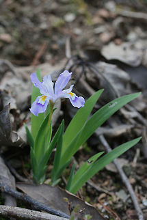 Dwarf Crested Iris (Iris cristata) Growing under an old oak tree on the side of a ridge in a dense mixed hardwood/coniferous forest in NW Georgia (Gordon County), US. March 3, 2018.

https://www.jungledragon.com/image/58935/dwarf_crested_iris_iris_cristata.html Dwarf Crested Iris,Dwarf crested iris,Geotagged,Iris,Iris cristata,Spring,United States