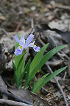 Dwarf Crested Iris (Iris cristata) Growing under an old oak tree on the side of a ridge in a dense mixed hardwood/coniferous forest in NW Georgia (Gordon County), US. March 3, 2018.<br />
<br />
https://www.jungledragon.com/image/58935/dwarf_crested_iris_iris_cristata.html Dwarf Crested Iris,Dwarf crested iris,Geotagged,Iris,Iris cristata,Spring,United States