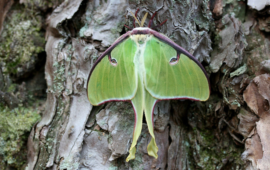 Luna Moth (Actias luna) Actias luna is the first Saturniid species which emerges in Spring in my area, so it was such a welcome sight to see this beauty resting at the base of a large pine tree in a dense mixed hardwood/coniferous forest in Northwest Georgia (Gordon County), US. April 3, 2018.<br />
<figure class="photo"><a href="https://www.jungledragon.com/image/58938/luna_moth_actias_luna.html" title="Luna Moth (Actias luna)"><img src="https://s3.amazonaws.com/media.jungledragon.com/images/3231/58938_thumb.JPG?AWSAccessKeyId=05GMT0V3GWVNE7GGM1R2&Expires=1767225610&Signature=M%2FwgGwrh2S2hrvOZ%2F5cVIOIoLoQ%3D" width="200" height="134" alt="Luna Moth (Actias luna) Actias luna is the first Saturniid species which emerges in Spring in my area, so it was such a welcome sight to see this beauty resting at the base of a large pine tree in a dense mixed hardwood/coniferous forest in Northwest Georgia (Gordon County), US. April 3, 2018.<br />
https://www.jungledragon.com/image/58937/luna_moth_actias_luna.html<br />
 Actias luna,Geotagged,Luna Moth,Moth Week 2018,Spring,United States,insect,insecta,moth,moths,saturniid,saturniidae" /></a></figure><br />
 Actias luna,Geotagged,Luna Moth,Spring,United States,insect,insecta,lepidoptera,moth,saturniid,saturniidae
