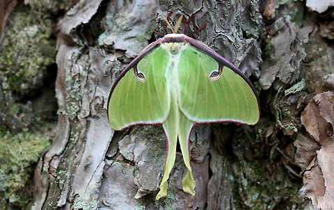 Luna Moth (Actias luna) Actias luna is the first Saturniid species which emerges in Spring in my area, so it was such a welcome sight to see this beauty resting at the base of a large pine tree in a dense mixed hardwood/coniferous forest in Northwest Georgia (Gordon County), US. April 3, 2018.
https://www.jungledragon.com/image/58938/luna_moth_actias_luna.html
 Actias luna,Geotagged,Luna Moth,Spring,United States,insect,insecta,lepidoptera,moth,saturniid,saturniidae