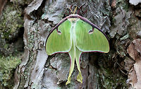 Luna Moth (Actias luna) Actias luna is the first Saturniid species which emerges in Spring in my area, so it was such a welcome sight to see this beauty resting at the base of a large pine tree in a dense mixed hardwood/coniferous forest in Northwest Georgia (Gordon County), US. April 3, 2018.<br />
https://www.jungledragon.com/image/58938/luna_moth_actias_luna.html<br />
 Actias luna,Geotagged,Luna Moth,Spring,United States,insect,insecta,lepidoptera,moth,saturniid,saturniidae