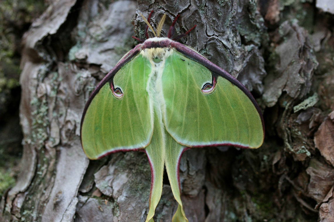 Luna Moth (Actias luna) Actias luna is the first Saturniid species which emerges in Spring in my area, so it was such a welcome sight to see this beauty resting at the base of a large pine tree in a dense mixed hardwood/coniferous forest in Northwest Georgia (Gordon County), US. April 3, 2018.<br />
<figure class="photo"><a href="https://www.jungledragon.com/image/58937/luna_moth_actias_luna.html" title="Luna Moth (Actias luna)"><img src="https://s3.amazonaws.com/media.jungledragon.com/images/3231/58937_thumb.JPG?AWSAccessKeyId=05GMT0V3GWVNE7GGM1R2&Expires=1767225610&Signature=NtjD2eDai10p8WR2LjGDr4iQG3I%3D" width="200" height="126" alt="Luna Moth (Actias luna) Actias luna is the first Saturniid species which emerges in Spring in my area, so it was such a welcome sight to see this beauty resting at the base of a large pine tree in a dense mixed hardwood/coniferous forest in Northwest Georgia (Gordon County), US. April 3, 2018.<br />
https://www.jungledragon.com/image/58938/luna_moth_actias_luna.html<br />
 Actias luna,Geotagged,Luna Moth,Spring,United States,insect,insecta,lepidoptera,moth,saturniid,saturniidae" /></a></figure><br />
 Actias luna,Geotagged,Luna Moth,Moth Week 2018,Spring,United States,insect,insecta,moth,moths,saturniid,saturniidae