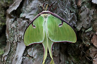 Luna Moth (Actias luna) Actias luna is the first Saturniid species which emerges in Spring in my area, so it was such a welcome sight to see this beauty resting at the base of a large pine tree in a dense mixed hardwood/coniferous forest in Northwest Georgia (Gordon County), US. April 3, 2018.<br />
https://www.jungledragon.com/image/58937/luna_moth_actias_luna.html<br />
 Actias luna,Geotagged,Luna Moth,Moth Week 2018,Spring,United States,insect,insecta,moth,moths,saturniid,saturniidae