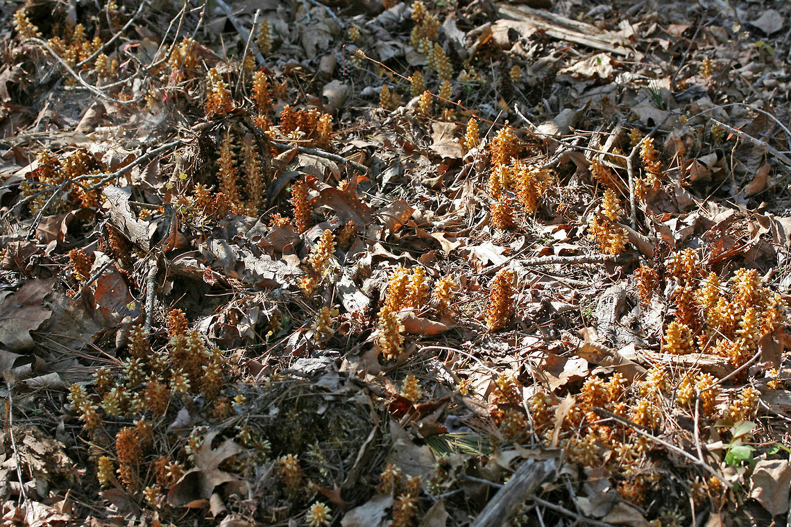 American Cancer-Root aka Bear Corn (Conopholis americana) Gigantic patch growing in a shaded valley under pines and oaks in a dense mixed hardwood/coniferous forest in NW Georgia (Gordon County), US. April 10, 2018.<br />
<br />
Conopholis americana is a parasitic, non-photosynthetic plant in the Broomrape (Orobanchaceae) Family which depends on the roots of oak and beech trees for its nourishment.<br />
<figure class="photo"><a href="https://www.jungledragon.com/image/58941/american_cancer-root_aka_bear_corn_conopholis_americana.html" title="American Cancer-Root aka Bear Corn (Conopholis americana)"><img src="https://s3.amazonaws.com/media.jungledragon.com/images/3231/58941_thumb.JPG?AWSAccessKeyId=05GMT0V3GWVNE7GGM1R2&Expires=1770854410&Signature=WSCPbyp%2FcomikQHWafe%2B3%2FOsjYA%3D" width="200" height="134" alt="American Cancer-Root aka Bear Corn (Conopholis americana) Gigantic patch growing in a shaded valley under pines and oaks in a dense mixed hardwood/coniferous forest in NW Georgia (Gordon County), US. April 10, 2018.<br />
<br />
Conopholis americana is a parasitic, non-photosynthetic plant in the Broomrape (Orobanchaceae) Family which depends on the roots of oak and beech trees for its nourishment.<br />
<br />
It is also a vital early spring foodstuff for bear populations and is thought to make up about 16% of the diet of bears within the Smoky and Shenandoah Mountain Regions. It comes in second place (behind acorns) as an energy source for bears.<br />
https://www.jungledragon.com/image/58939/american_cancer-root_aka_bear_corn_conopholis_americana.html<br />
https://www.jungledragon.com/image/58942/american_cancer-root_aka_bear_corn_conopholis_americana.html<br />
https://www.jungledragon.com/image/71247/american_cancer-root_aka_bear_corn_conopholis_americana.html<br />
https://www.jungledragon.com/image/71248/american_cancer-root_aka_bear_corn_conopholis_americana.html Conopholis americana,Geotagged,Spring,United States" /></a></figure><br />
It is also a vital early spring foodstuff for bear populations and is thought to make up about 16% of the diet of bears within the Smoky and Shenandoah Mountain Regions. It comes in second place (behind acorns) as an energy source for bears.<br />
<br />
<figure class="photo"><a href="https://www.jungledragon.com/image/58942/american_cancer-root_aka_bear_corn_conopholis_americana.html" title="American Cancer-Root aka Bear Corn (Conopholis americana)"><img src="https://s3.amazonaws.com/media.jungledragon.com/images/3231/58942_thumb.JPG?AWSAccessKeyId=05GMT0V3GWVNE7GGM1R2&Expires=1770854410&Signature=YR8s4uEHMQE4%2F0upcgePFiKALtQ%3D" width="102" height="152" alt="American Cancer-Root aka Bear Corn (Conopholis americana) Gigantic patch growing in a shaded valley under pines and oaks in a dense mixed hardwood/coniferous forest in NW Georgia (Gordon County), US. April 10, 2018.<br />
<br />
Conopholis americana is a parasitic, non-photosynthetic plant in the Broomrape (Orobanchaceae) Family which depends on the roots of oak and beech trees for its nourishment.<br />
<br />
It is also a vital early spring foodstuff for bear populations and is thought to make up about 16% of the diet of bears within the Smoky and Shenandoah Mountain Regions. It comes in second place (behind acorns) as an energy source for bears.<br />
https://www.jungledragon.com/image/58941/american_cancer-root_aka_bear_corn_conopholis_americana.html<br />
https://www.jungledragon.com/image/58939/american_cancer-root_aka_bear_corn_conopholis_americana.html<br />
https://www.jungledragon.com/image/71247/american_cancer-root_aka_bear_corn_conopholis_americana.html<br />
https://www.jungledragon.com/image/71248/american_cancer-root_aka_bear_corn_conopholis_americana.html American Cancer-root,Bear corn,Conopholis americana,Geotagged,Spring,United States,orobanchaceae" /></a></figure><br />
<figure class="photo"><a href="https://www.jungledragon.com/image/71247/american_cancer-root_aka_bear_corn_conopholis_americana.html" title="American Cancer-Root aka Bear Corn (Conopholis americana)"><img src="https://s3.amazonaws.com/media.jungledragon.com/images/3231/71247_thumb.JPG?AWSAccessKeyId=05GMT0V3GWVNE7GGM1R2&Expires=1770854410&Signature=PwS5ob3whfsj4hsSqGBv6djmKvI%3D" width="200" height="134" alt="American Cancer-Root aka Bear Corn (Conopholis americana) Gigantic patch growing in a shaded valley under pines and oaks in a dense mixed hardwood/coniferous forest in NW Georgia (Gordon County), US. April 10, 2018.<br />
<br />
Conopholis americana is a parasitic, non-photosynthetic plant in the Broomrape (Orobanchaceae) Family which depends on the roots of oak and beech trees for its nourishment.<br />
<br />
It is also a vital early spring foodstuff for bear populations and is thought to make up about 16% of the diet of bears within the Smoky and Shenandoah Mountain Regions. It comes in second place (behind acorns) as an energy source for bears.<br />
https://www.jungledragon.com/image/58939/american_cancer-root_aka_bear_corn_conopholis_americana.html<br />
https://www.jungledragon.com/image/58941/american_cancer-root_aka_bear_corn_conopholis_americana.html<br />
https://www.jungledragon.com/image/58942/american_cancer-root_aka_bear_corn_conopholis_americana.html<br />
https://www.jungledragon.com/image/71248/american_cancer-root_aka_bear_corn_conopholis_americana.html American cancer-root,Conopholis americana,Geotagged,Spring,United States" /></a></figure><br />
<figure class="photo"><a href="https://www.jungledragon.com/image/71248/american_cancer-root_aka_bear_corn_conopholis_americana.html" title="American Cancer-Root aka Bear Corn (Conopholis americana)"><img src="https://s3.amazonaws.com/media.jungledragon.com/images/3231/71248_thumb.JPG?AWSAccessKeyId=05GMT0V3GWVNE7GGM1R2&Expires=1770854410&Signature=nSaM3tbRZGEliED6Z6g50VaVqWE%3D" width="200" height="134" alt="American Cancer-Root aka Bear Corn (Conopholis americana) Gigantic patch growing in a shaded valley under pines and oaks in a dense mixed hardwood/coniferous forest in NW Georgia (Gordon County), US. April 10, 2018.<br />
<br />
Conopholis americana is a parasitic, non-photosynthetic plant in the Broomrape (Orobanchaceae) Family which depends on the roots of oak and beech trees for its nourishment.<br />
<br />
It is also a vital early spring foodstuff for bear populations and is thought to make up about 16% of the diet of bears within the Smoky and Shenandoah Mountain Regions. It comes in second place (behind acorns) as an energy source for bears.<br />
https://www.jungledragon.com/image/58939/american_cancer-root_aka_bear_corn_conopholis_americana.html<br />
https://www.jungledragon.com/image/58941/american_cancer-root_aka_bear_corn_conopholis_americana.html<br />
https://www.jungledragon.com/image/58942/american_cancer-root_aka_bear_corn_conopholis_americana.html<br />
https://www.jungledragon.com/image/71247/american_cancer-root_aka_bear_corn_conopholis_americana.html American cancer-root,Conopholis americana,Geotagged,Spring,United States" /></a></figure> American cancer-root,Conopholis americana,Geotagged,Spring,United States,bear corn,orobanchaceae