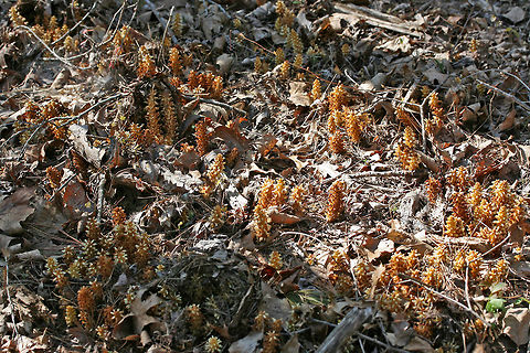 American Cancer-Root aka Bear Corn (Conopholis americana) Gigantic patch growing in a shaded valley under pines and oaks in a dense mixed hardwood/coniferous forest in NW Georgia (Gordon County), US. April 10, 2018.

Conopholis americana is a parasitic, non-photosynthetic plant in the Broomrape (Orobanchaceae) Family which depends on the roots of oak and beech trees for its nourishment.
https://www.jungledragon.com/image/58941/american_cancer-root_aka_bear_corn_conopholis_americana.html
It is also a vital early spring foodstuff for bear populations and is thought to make up about 16% of the diet of bears within the Smoky and Shenandoah Mountain Regions. It comes in second place (behind acorns) as an energy source for bears.

https://www.jungledragon.com/image/58942/american_cancer-root_aka_bear_corn_conopholis_americana.html
https://www.jungledragon.com/image/71247/american_cancer-root_aka_bear_corn_conopholis_americana.html
https://www.jungledragon.com/image/71248/american_cancer-root_aka_bear_corn_conopholis_americana.html American cancer-root,Conopholis americana,Geotagged,Spring,United States,bear corn,orobanchaceae