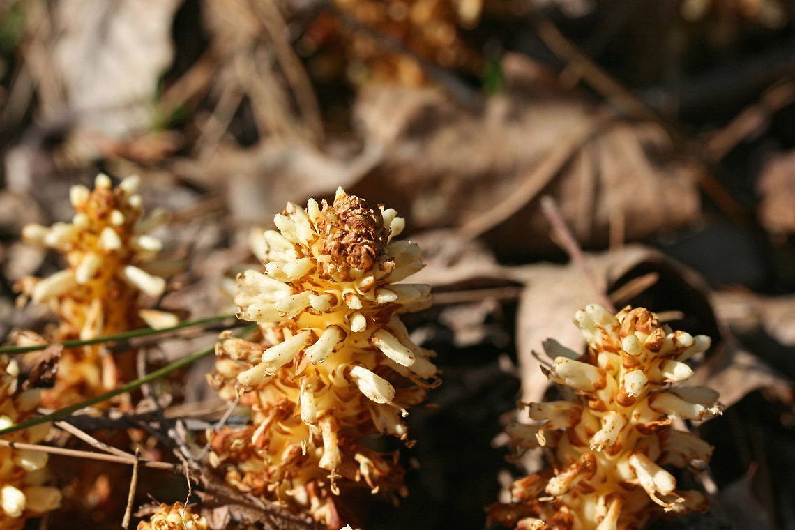 American Cancer-Root aka Bear Corn (Conopholis americana) Gigantic patch growing in a shaded valley under pines and oaks in a dense mixed hardwood/coniferous forest in NW Georgia (Gordon County), US. April 10, 2018.<br />
<br />
Conopholis americana is a parasitic, non-photosynthetic plant in the Broomrape (Orobanchaceae) Family which depends on the roots of oak and beech trees for its nourishment.<br />
<br />
It is also a vital early spring foodstuff for bear populations and is thought to make up about 16% of the diet of bears within the Smoky and Shenandoah Mountain Regions. It comes in second place (behind acorns) as an energy source for bears.<br />
<figure class="photo"><a href="https://www.jungledragon.com/image/58939/american_cancer-root_aka_bear_corn_conopholis_americana.html" title="American Cancer-Root aka Bear Corn (Conopholis americana)"><img src="https://s3.amazonaws.com/media.jungledragon.com/images/3231/58939_thumb.JPG?AWSAccessKeyId=05GMT0V3GWVNE7GGM1R2&Expires=1759968010&Signature=vFpsxKslLrBGWFZqI29BxO8uYdQ%3D" width="200" height="134" alt="American Cancer-Root aka Bear Corn (Conopholis americana) Gigantic patch growing in a shaded valley under pines and oaks in a dense mixed hardwood/coniferous forest in NW Georgia (Gordon County), US. April 10, 2018.<br />
<br />
Conopholis americana is a parasitic, non-photosynthetic plant in the Broomrape (Orobanchaceae) Family which depends on the roots of oak and beech trees for its nourishment.<br />
https://www.jungledragon.com/image/58941/american_cancer-root_aka_bear_corn_conopholis_americana.html<br />
It is also a vital early spring foodstuff for bear populations and is thought to make up about 16% of the diet of bears within the Smoky and Shenandoah Mountain Regions. It comes in second place (behind acorns) as an energy source for bears.<br />
<br />
https://www.jungledragon.com/image/58942/american_cancer-root_aka_bear_corn_conopholis_americana.html<br />
https://www.jungledragon.com/image/71247/american_cancer-root_aka_bear_corn_conopholis_americana.html<br />
https://www.jungledragon.com/image/71248/american_cancer-root_aka_bear_corn_conopholis_americana.html American cancer-root,Conopholis americana,Geotagged,Spring,United States,bear corn,orobanchaceae" /></a></figure><br />
<figure class="photo"><a href="https://www.jungledragon.com/image/58942/american_cancer-root_aka_bear_corn_conopholis_americana.html" title="American Cancer-Root aka Bear Corn (Conopholis americana)"><img src="https://s3.amazonaws.com/media.jungledragon.com/images/3231/58942_thumb.JPG?AWSAccessKeyId=05GMT0V3GWVNE7GGM1R2&Expires=1759968010&Signature=ghJtMKQzDivKF07VHDWZoeZvxuw%3D" width="102" height="152" alt="American Cancer-Root aka Bear Corn (Conopholis americana) Gigantic patch growing in a shaded valley under pines and oaks in a dense mixed hardwood/coniferous forest in NW Georgia (Gordon County), US. April 10, 2018.<br />
<br />
Conopholis americana is a parasitic, non-photosynthetic plant in the Broomrape (Orobanchaceae) Family which depends on the roots of oak and beech trees for its nourishment.<br />
<br />
It is also a vital early spring foodstuff for bear populations and is thought to make up about 16% of the diet of bears within the Smoky and Shenandoah Mountain Regions. It comes in second place (behind acorns) as an energy source for bears.<br />
https://www.jungledragon.com/image/58941/american_cancer-root_aka_bear_corn_conopholis_americana.html<br />
https://www.jungledragon.com/image/58939/american_cancer-root_aka_bear_corn_conopholis_americana.html<br />
https://www.jungledragon.com/image/71247/american_cancer-root_aka_bear_corn_conopholis_americana.html<br />
https://www.jungledragon.com/image/71248/american_cancer-root_aka_bear_corn_conopholis_americana.html American Cancer-root,Bear corn,Conopholis americana,Geotagged,Spring,United States,orobanchaceae" /></a></figure><br />
<figure class="photo"><a href="https://www.jungledragon.com/image/71247/american_cancer-root_aka_bear_corn_conopholis_americana.html" title="American Cancer-Root aka Bear Corn (Conopholis americana)"><img src="https://s3.amazonaws.com/media.jungledragon.com/images/3231/71247_thumb.JPG?AWSAccessKeyId=05GMT0V3GWVNE7GGM1R2&Expires=1759968010&Signature=R0TO4Bvqot3V%2BlEoHxp0gAd9YcI%3D" width="200" height="134" alt="American Cancer-Root aka Bear Corn (Conopholis americana) Gigantic patch growing in a shaded valley under pines and oaks in a dense mixed hardwood/coniferous forest in NW Georgia (Gordon County), US. April 10, 2018.<br />
<br />
Conopholis americana is a parasitic, non-photosynthetic plant in the Broomrape (Orobanchaceae) Family which depends on the roots of oak and beech trees for its nourishment.<br />
<br />
It is also a vital early spring foodstuff for bear populations and is thought to make up about 16% of the diet of bears within the Smoky and Shenandoah Mountain Regions. It comes in second place (behind acorns) as an energy source for bears.<br />
https://www.jungledragon.com/image/58939/american_cancer-root_aka_bear_corn_conopholis_americana.html<br />
https://www.jungledragon.com/image/58941/american_cancer-root_aka_bear_corn_conopholis_americana.html<br />
https://www.jungledragon.com/image/58942/american_cancer-root_aka_bear_corn_conopholis_americana.html<br />
https://www.jungledragon.com/image/71248/american_cancer-root_aka_bear_corn_conopholis_americana.html American cancer-root,Conopholis americana,Geotagged,Spring,United States" /></a></figure><br />
<figure class="photo"><a href="https://www.jungledragon.com/image/71248/american_cancer-root_aka_bear_corn_conopholis_americana.html" title="American Cancer-Root aka Bear Corn (Conopholis americana)"><img src="https://s3.amazonaws.com/media.jungledragon.com/images/3231/71248_thumb.JPG?AWSAccessKeyId=05GMT0V3GWVNE7GGM1R2&Expires=1759968010&Signature=3nZ%2F3IX%2FZTGTa7kwVDCm25NOCXU%3D" width="200" height="134" alt="American Cancer-Root aka Bear Corn (Conopholis americana) Gigantic patch growing in a shaded valley under pines and oaks in a dense mixed hardwood/coniferous forest in NW Georgia (Gordon County), US. April 10, 2018.<br />
<br />
Conopholis americana is a parasitic, non-photosynthetic plant in the Broomrape (Orobanchaceae) Family which depends on the roots of oak and beech trees for its nourishment.<br />
<br />
It is also a vital early spring foodstuff for bear populations and is thought to make up about 16% of the diet of bears within the Smoky and Shenandoah Mountain Regions. It comes in second place (behind acorns) as an energy source for bears.<br />
https://www.jungledragon.com/image/58939/american_cancer-root_aka_bear_corn_conopholis_americana.html<br />
https://www.jungledragon.com/image/58941/american_cancer-root_aka_bear_corn_conopholis_americana.html<br />
https://www.jungledragon.com/image/58942/american_cancer-root_aka_bear_corn_conopholis_americana.html<br />
https://www.jungledragon.com/image/71247/american_cancer-root_aka_bear_corn_conopholis_americana.html American cancer-root,Conopholis americana,Geotagged,Spring,United States" /></a></figure> Conopholis americana,Geotagged,Spring,United States