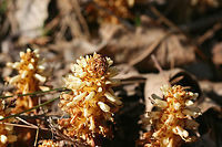 American Cancer-Root aka Bear Corn (Conopholis americana) Gigantic patch growing in a shaded valley under pines and oaks in a dense mixed hardwood/coniferous forest in NW Georgia (Gordon County), US. April 10, 2018.<br />
<br />
Conopholis americana is a parasitic, non-photosynthetic plant in the Broomrape (Orobanchaceae) Family which depends on the roots of oak and beech trees for its nourishment.<br />
<br />
It is also a vital early spring foodstuff for bear populations and is thought to make up about 16% of the diet of bears within the Smoky and Shenandoah Mountain Regions. It comes in second place (behind acorns) as an energy source for bears.<br />
https://www.jungledragon.com/image/58939/american_cancer-root_aka_bear_corn_conopholis_americana.html<br />
https://www.jungledragon.com/image/58942/american_cancer-root_aka_bear_corn_conopholis_americana.html<br />
https://www.jungledragon.com/image/71247/american_cancer-root_aka_bear_corn_conopholis_americana.html<br />
https://www.jungledragon.com/image/71248/american_cancer-root_aka_bear_corn_conopholis_americana.html Conopholis americana,Geotagged,Spring,United States