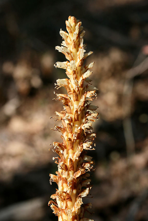 American Cancer-Root aka Bear Corn (Conopholis americana) Gigantic patch growing in a shaded valley under pines and oaks in a dense mixed hardwood/coniferous forest in NW Georgia (Gordon County), US. April 10, 2018.<br />
<br />
Conopholis americana is a parasitic, non-photosynthetic plant in the Broomrape (Orobanchaceae) Family which depends on the roots of oak and beech trees for its nourishment.<br />
<br />
It is also a vital early spring foodstuff for bear populations and is thought to make up about 16% of the diet of bears within the Smoky and Shenandoah Mountain Regions. It comes in second place (behind acorns) as an energy source for bears.<br />
<figure class="photo"><a href="https://www.jungledragon.com/image/58941/american_cancer-root_aka_bear_corn_conopholis_americana.html" title="American Cancer-Root aka Bear Corn (Conopholis americana)"><img src="https://s3.amazonaws.com/media.jungledragon.com/images/3231/58941_thumb.JPG?AWSAccessKeyId=05GMT0V3GWVNE7GGM1R2&Expires=1763596810&Signature=Afng%2FMNoRraJ1Bwyj5liC8vqy%2BE%3D" width="200" height="134" alt="American Cancer-Root aka Bear Corn (Conopholis americana) Gigantic patch growing in a shaded valley under pines and oaks in a dense mixed hardwood/coniferous forest in NW Georgia (Gordon County), US. April 10, 2018.<br />
<br />
Conopholis americana is a parasitic, non-photosynthetic plant in the Broomrape (Orobanchaceae) Family which depends on the roots of oak and beech trees for its nourishment.<br />
<br />
It is also a vital early spring foodstuff for bear populations and is thought to make up about 16% of the diet of bears within the Smoky and Shenandoah Mountain Regions. It comes in second place (behind acorns) as an energy source for bears.<br />
https://www.jungledragon.com/image/58939/american_cancer-root_aka_bear_corn_conopholis_americana.html<br />
https://www.jungledragon.com/image/58942/american_cancer-root_aka_bear_corn_conopholis_americana.html<br />
https://www.jungledragon.com/image/71247/american_cancer-root_aka_bear_corn_conopholis_americana.html<br />
https://www.jungledragon.com/image/71248/american_cancer-root_aka_bear_corn_conopholis_americana.html Conopholis americana,Geotagged,Spring,United States" /></a></figure><br />
<figure class="photo"><a href="https://www.jungledragon.com/image/58939/american_cancer-root_aka_bear_corn_conopholis_americana.html" title="American Cancer-Root aka Bear Corn (Conopholis americana)"><img src="https://s3.amazonaws.com/media.jungledragon.com/images/3231/58939_thumb.JPG?AWSAccessKeyId=05GMT0V3GWVNE7GGM1R2&Expires=1763596810&Signature=mVTWbYUdCfQtLhyo%2FQqLTLgVuik%3D" width="200" height="134" alt="American Cancer-Root aka Bear Corn (Conopholis americana) Gigantic patch growing in a shaded valley under pines and oaks in a dense mixed hardwood/coniferous forest in NW Georgia (Gordon County), US. April 10, 2018.<br />
<br />
Conopholis americana is a parasitic, non-photosynthetic plant in the Broomrape (Orobanchaceae) Family which depends on the roots of oak and beech trees for its nourishment.<br />
https://www.jungledragon.com/image/58941/american_cancer-root_aka_bear_corn_conopholis_americana.html<br />
It is also a vital early spring foodstuff for bear populations and is thought to make up about 16% of the diet of bears within the Smoky and Shenandoah Mountain Regions. It comes in second place (behind acorns) as an energy source for bears.<br />
<br />
https://www.jungledragon.com/image/58942/american_cancer-root_aka_bear_corn_conopholis_americana.html<br />
https://www.jungledragon.com/image/71247/american_cancer-root_aka_bear_corn_conopholis_americana.html<br />
https://www.jungledragon.com/image/71248/american_cancer-root_aka_bear_corn_conopholis_americana.html American cancer-root,Conopholis americana,Geotagged,Spring,United States,bear corn,orobanchaceae" /></a></figure><br />
<figure class="photo"><a href="https://www.jungledragon.com/image/71247/american_cancer-root_aka_bear_corn_conopholis_americana.html" title="American Cancer-Root aka Bear Corn (Conopholis americana)"><img src="https://s3.amazonaws.com/media.jungledragon.com/images/3231/71247_thumb.JPG?AWSAccessKeyId=05GMT0V3GWVNE7GGM1R2&Expires=1763596810&Signature=hXAbNTAHNoVImNVbw2eQJGF9GwM%3D" width="200" height="134" alt="American Cancer-Root aka Bear Corn (Conopholis americana) Gigantic patch growing in a shaded valley under pines and oaks in a dense mixed hardwood/coniferous forest in NW Georgia (Gordon County), US. April 10, 2018.<br />
<br />
Conopholis americana is a parasitic, non-photosynthetic plant in the Broomrape (Orobanchaceae) Family which depends on the roots of oak and beech trees for its nourishment.<br />
<br />
It is also a vital early spring foodstuff for bear populations and is thought to make up about 16% of the diet of bears within the Smoky and Shenandoah Mountain Regions. It comes in second place (behind acorns) as an energy source for bears.<br />
https://www.jungledragon.com/image/58939/american_cancer-root_aka_bear_corn_conopholis_americana.html<br />
https://www.jungledragon.com/image/58941/american_cancer-root_aka_bear_corn_conopholis_americana.html<br />
https://www.jungledragon.com/image/58942/american_cancer-root_aka_bear_corn_conopholis_americana.html<br />
https://www.jungledragon.com/image/71248/american_cancer-root_aka_bear_corn_conopholis_americana.html American cancer-root,Conopholis americana,Geotagged,Spring,United States" /></a></figure><br />
<figure class="photo"><a href="https://www.jungledragon.com/image/71248/american_cancer-root_aka_bear_corn_conopholis_americana.html" title="American Cancer-Root aka Bear Corn (Conopholis americana)"><img src="https://s3.amazonaws.com/media.jungledragon.com/images/3231/71248_thumb.JPG?AWSAccessKeyId=05GMT0V3GWVNE7GGM1R2&Expires=1763596810&Signature=11b63Ded1ILTjvWWqkZuUdTwmNQ%3D" width="200" height="134" alt="American Cancer-Root aka Bear Corn (Conopholis americana) Gigantic patch growing in a shaded valley under pines and oaks in a dense mixed hardwood/coniferous forest in NW Georgia (Gordon County), US. April 10, 2018.<br />
<br />
Conopholis americana is a parasitic, non-photosynthetic plant in the Broomrape (Orobanchaceae) Family which depends on the roots of oak and beech trees for its nourishment.<br />
<br />
It is also a vital early spring foodstuff for bear populations and is thought to make up about 16% of the diet of bears within the Smoky and Shenandoah Mountain Regions. It comes in second place (behind acorns) as an energy source for bears.<br />
https://www.jungledragon.com/image/58939/american_cancer-root_aka_bear_corn_conopholis_americana.html<br />
https://www.jungledragon.com/image/58941/american_cancer-root_aka_bear_corn_conopholis_americana.html<br />
https://www.jungledragon.com/image/58942/american_cancer-root_aka_bear_corn_conopholis_americana.html<br />
https://www.jungledragon.com/image/71247/american_cancer-root_aka_bear_corn_conopholis_americana.html American cancer-root,Conopholis americana,Geotagged,Spring,United States" /></a></figure> American Cancer-root,Bear corn,Conopholis americana,Geotagged,Spring,United States,orobanchaceae