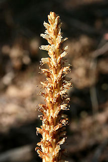 American Cancer-Root aka Bear Corn (Conopholis americana) Gigantic patch growing in a shaded valley under pines and oaks in a dense mixed hardwood/coniferous forest in NW Georgia (Gordon County), US. April 10, 2018.

Conopholis americana is a parasitic, non-photosynthetic plant in the Broomrape (Orobanchaceae) Family which depends on the roots of oak and beech trees for its nourishment.

It is also a vital early spring foodstuff for bear populations and is thought to make up about 16% of the diet of bears within the Smoky and Shenandoah Mountain Regions. It comes in second place (behind acorns) as an energy source for bears.
https://www.jungledragon.com/image/58941/american_cancer-root_aka_bear_corn_conopholis_americana.html
https://www.jungledragon.com/image/58939/american_cancer-root_aka_bear_corn_conopholis_americana.html
https://www.jungledragon.com/image/71247/american_cancer-root_aka_bear_corn_conopholis_americana.html
https://www.jungledragon.com/image/71248/american_cancer-root_aka_bear_corn_conopholis_americana.html American Cancer-root,Bear corn,Conopholis americana,Geotagged,Spring,United States,orobanchaceae