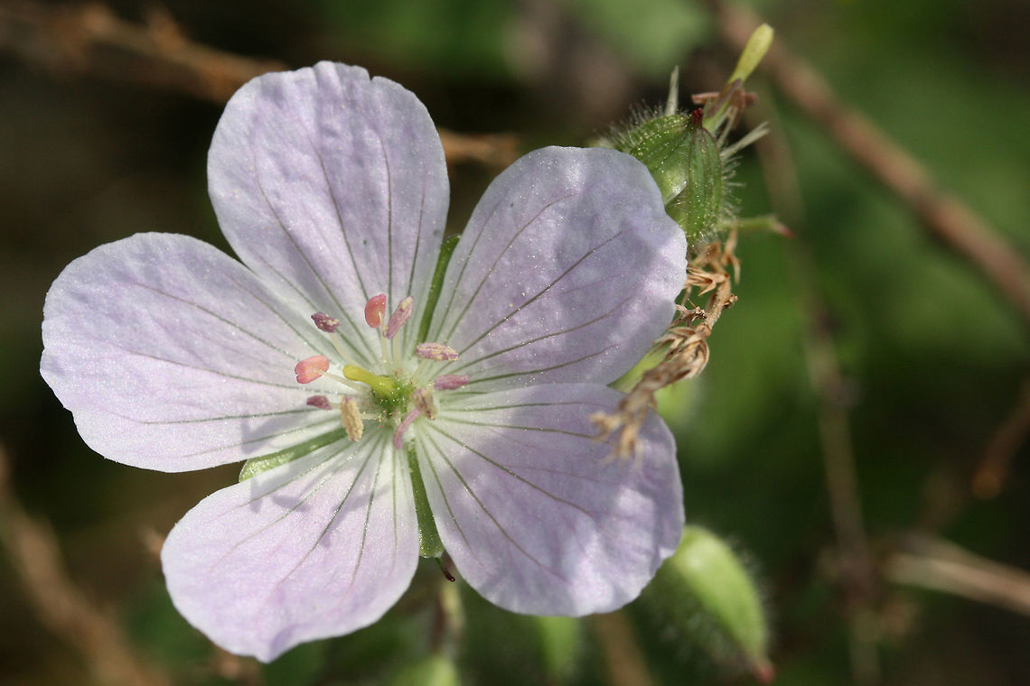 Wild Geranium (Geranium maculatum) Growing on the shaded side of a dirt road within a dense mixed hardwood/coniferous forest in NW Georgia (Gordon County), US. April 3, 2018. Geotagged,Geranium maculatum,Spotted Geranium,Spring,United States,geranium,wild geranium