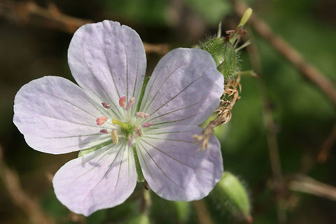 Wild Geranium (Geranium maculatum) Growing on the shaded side of a dirt road within a dense mixed hardwood/coniferous forest in NW Georgia (Gordon County), US. April 3, 2018. Geotagged,Geranium maculatum,Spotted Geranium,Spring,United States,geranium,wild geranium
