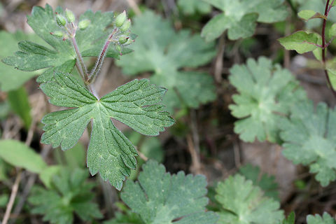 Wild Geranium (Geranium maculatum) Growing on the shaded side of a dirt road within a dense mixed hardwood/coniferous forest in NW Georgia (Gordon County), US. April 3, 2018. Geotagged,Geranium maculatum,Spotted Geranium,Spring,United States