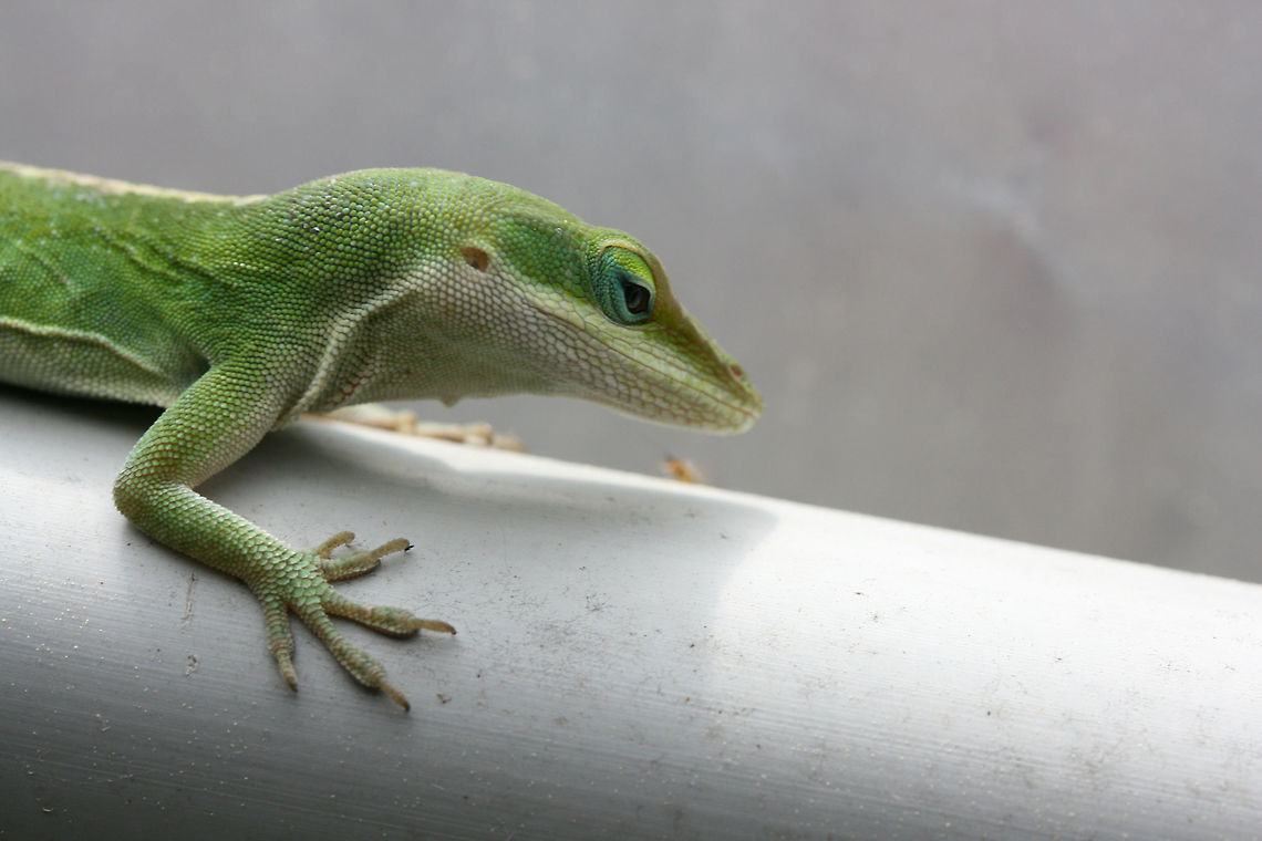 Carolina anole (Anolis carolinensis) Found basking on a pvc pipe inside a small greenhouse in NE Alabama (Etowah County), US. April 6, 2018.<br />
<br />
Carolina anoles have the ability to change between two primary shades, green and gray-brown. Skin color may change in response to ambient temperature or sexual arousal Anolis carolinensis,Carolina anole,Geotagged,Spring,United States,anole,green anole,reptile,reptilia