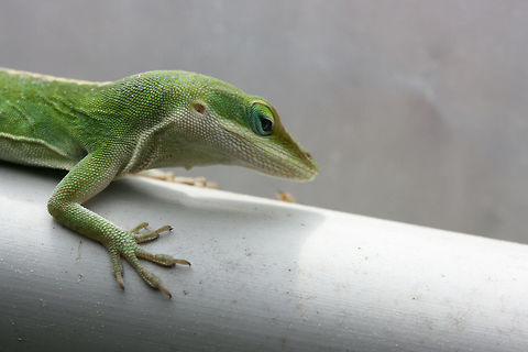 Carolina anole (Anolis carolinensis) Found basking on a pvc pipe inside a small greenhouse in NE Alabama (Etowah County), US. April 6, 2018.

Carolina anoles have the ability to change between two primary shades, green and gray-brown. Skin color may change in response to ambient temperature or sexual arousal Anolis carolinensis,Carolina anole,Geotagged,Spring,United States,anole,green anole,reptile,reptilia
